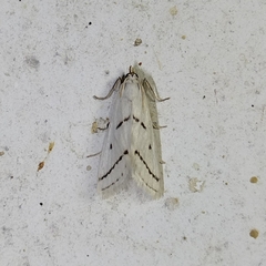Neurophyseta