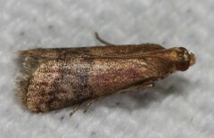 Eulogia ochrifrontella