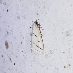 Neurophyseta