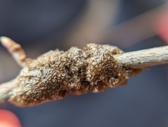 Malacosoma americana