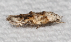 Mompha rufocristatella