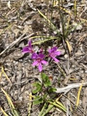 Pelargonium rodneyanum
