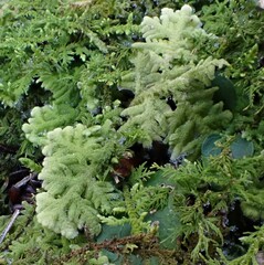 Trichocolea tomentella