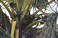 Borassus flabellifer