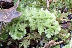 Trichocolea tomentella