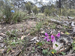 Pelargonium rodneyanum