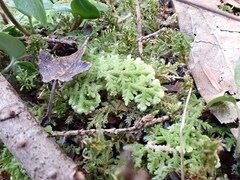 Trichocolea tomentella