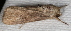 Spodoptera frugiperda