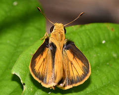 Polites vibex catilina