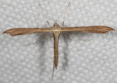 Stenoptilia