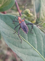 Phthiacnemia picta