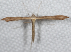 Stenoptilia