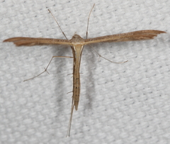 Stenoptilia