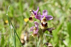 Ophrys tenthredinifera