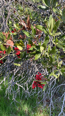 Heteromeles arbutifolia