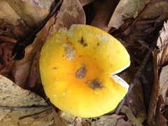 Russula flavida