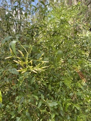 Jasminum didymum