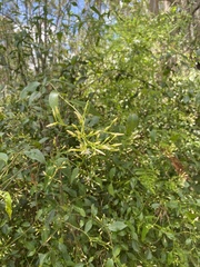 Jasminum didymum