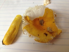 Russula flavida