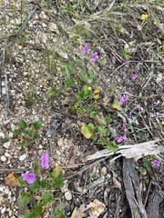Pelargonium rodneyanum