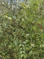 Jasminum didymum