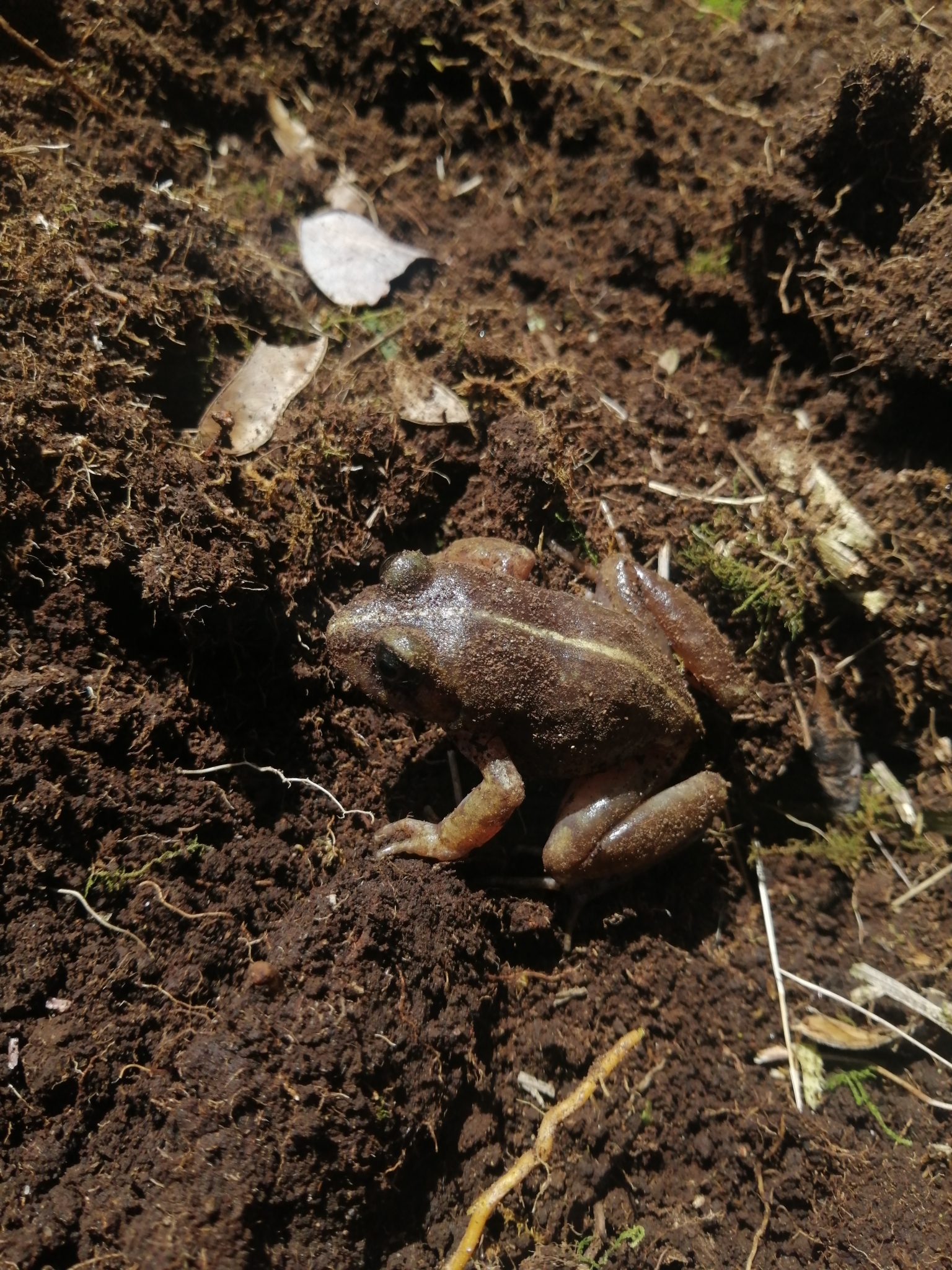 Eupsophus emiliopugini Formas, 1989