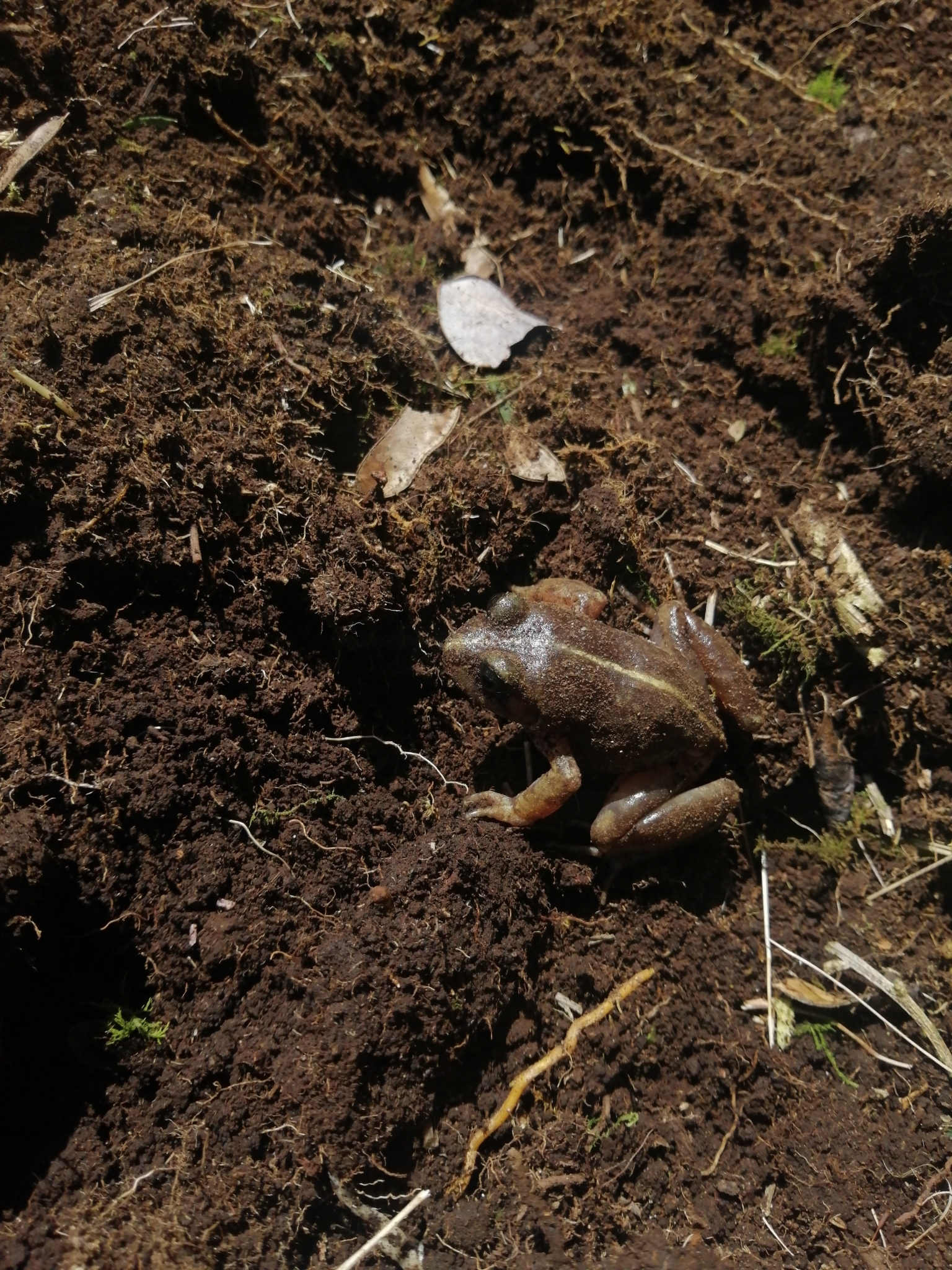 Eupsophus emiliopugini Formas, 1989