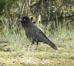 Corvus mellori