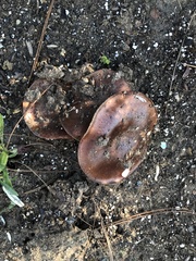 Tricholoma fracticum