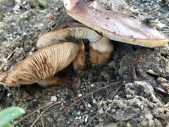 Tricholoma fracticum