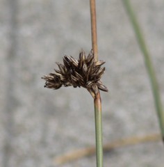 Juncus lesueurii