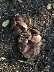 Tricholoma fracticum