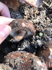 Tricholoma fracticum