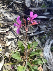 Pelargonium rodneyanum