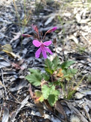 Pelargonium rodneyanum
