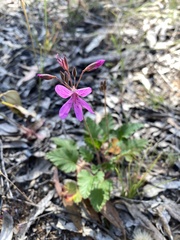 Pelargonium rodneyanum