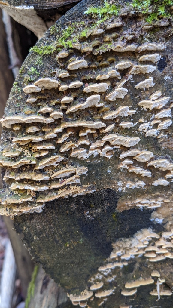 Cyanotrama gypsea · December 2022 · photo: © atsushi_nakajima_cirque (iNaturalist, cc-by)
