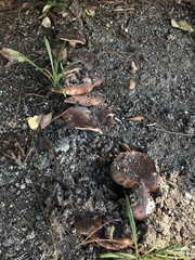 Tricholoma fracticum