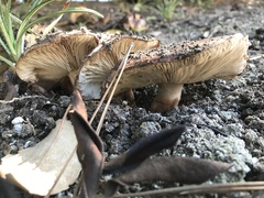 Tricholoma fracticum