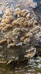 Neoantrodiella gypsea