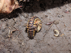 Apheloriini