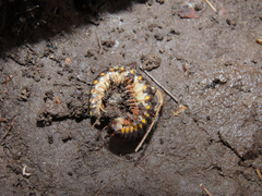 Apheloriini