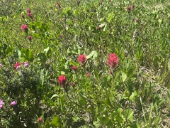 Castilleja parviflora oreopola