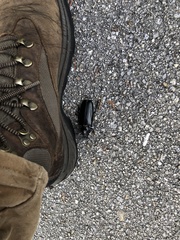 Archodontes melanopus