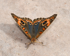 Junonia evarete