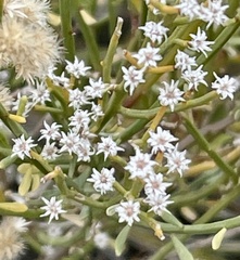 Baccharis sergiloides