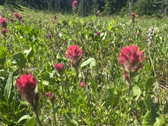 Castilleja parviflora oreopola