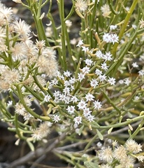 Baccharis sergiloides