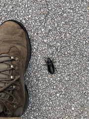 Archodontes melanopus