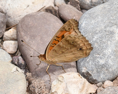 Junonia evarete